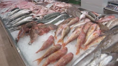 LAGUR-i nude natječaje za bolji plasman ribe, Foto: Regionalni dnevnik/HTV/HRT