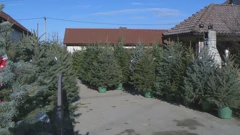 Na domaćem tržištu oko pola milijuna božićnih drvaca