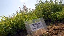Kadulja ili kuš mediteranskom vrtu ljekovitog bilja