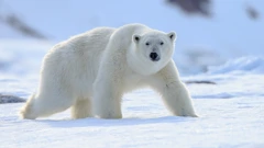 U dobi od 37 godina uginula polarna medvjedica Katjuscha