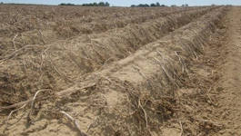 Polja s krumpirom i posljedice suše