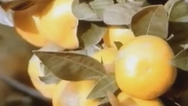 Sorta mandarina po imenu Zorica