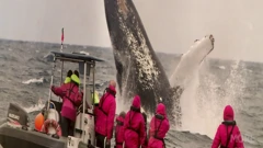 Promatranje kitova