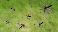 Komarci, dugogodišnji problem