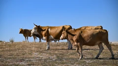 Slučaj kravljeg ludila u Nizozemskoj