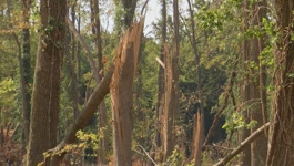 Apokaliptični prizori porušenih stabala u spačvanskoj šumi