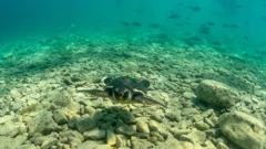 U more vraćena Victorija, oporavljena jedinka glavate želve