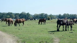 Konji na Odranskom polju