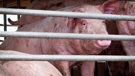 Ministarstvo poljoprivrede u borbi protiv afričke svinjske kuge
