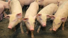 Potpore za hrvatsko svinjogojstvo koje se prema ocjeni HPK-a nalazi u izuzetno teškom stanju