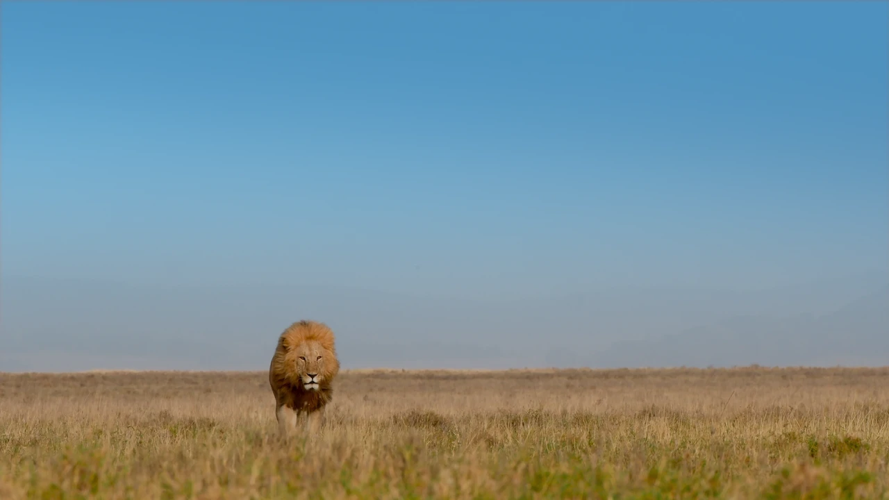 Petak, 10. rujna na Drugom, Foto: Velike mačke u Serengetiju/dokumentarni film