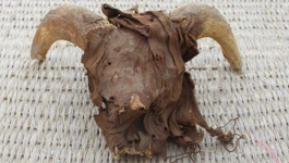 Mumificirana ovnovska glava