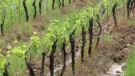 Teška godina za vinogradare i voćare