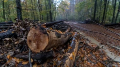 Sječom šume vlasnicu oštetio za 20 tisuća eura