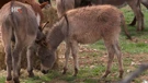 Entuzijazam i pomoć države: Broj magaraca kontinuirano raste