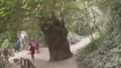 Četiristogodišnja murva iz Skradina kandidatkinja za stablo godine