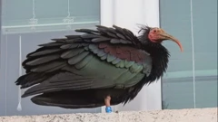 Gipsy, jedinka ćelavog ibisa pronađena uginula  