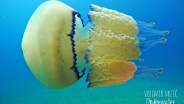 Meduza - Morska pluća