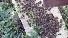 Pomor pčela u Međimurju