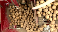 Krumpiri posijani u zadnji tren