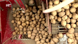 Krumpiri posijani u zadnji tren