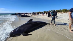 Više od 100 kitova nasukano na australskoj obali
