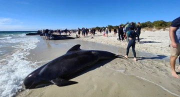 Više od 100 kitova nasukano na australskoj obali