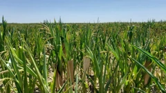 Spaljena i suha polja prepolovit će prinose kukuruza