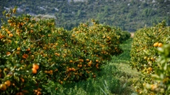Mandarine 