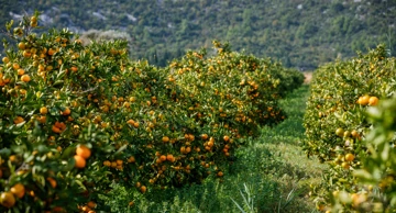 Mandarine 