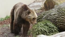 Smeđi medvjed je na crvenom popisu ugroženih životinja