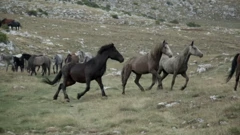 Divlji livanjski konji