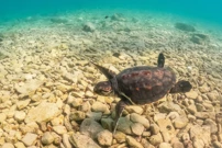 U more vraćena Victorija, oporavljena jedinka glavate želve, Foto: Srecko Niketic/PIXSELL