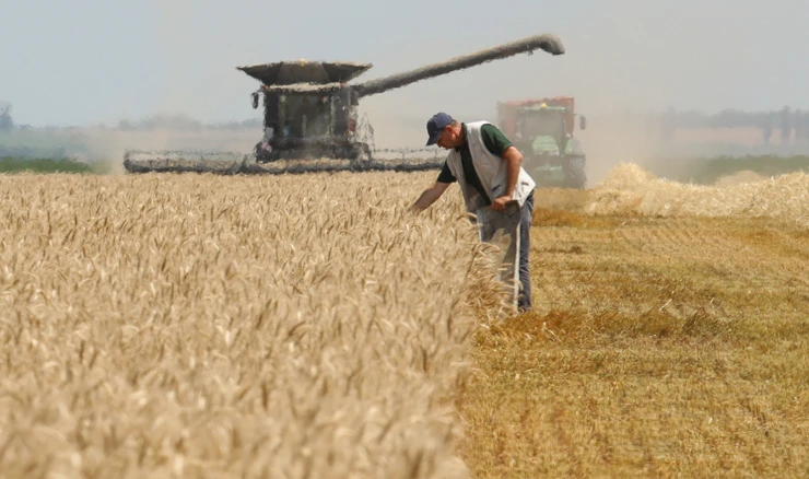 Žetva pšenice u Slavoniji