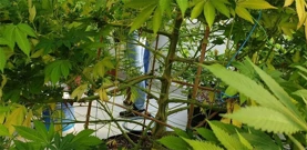 marihuana-policija-biljke.jpg, Foto: -/-