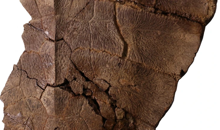 Pronađeni ostaci DNK u fosilu kornjače starom šest milijuna godina