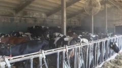 Ventilacija i ovlaživač zraka za krave