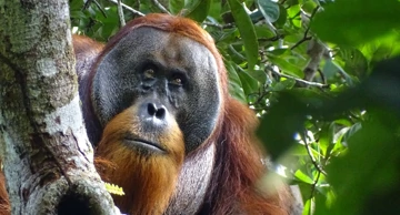 Orangutan Rakus