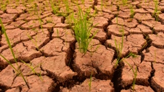 El Nino donosi nevolje poljoprivredi u Aziji, olakšanje u Sjevernoj i Južnoj Americi