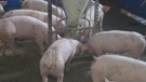 Virus afričke svinjske kuge još uvijek prijeti