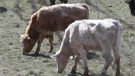 Prirast goveda lani je povećan za 10,7 posto