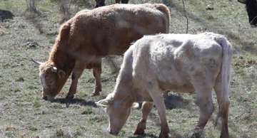 Prirast goveda lani je povećan za 10,7 posto