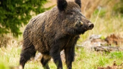 Problemi s divljim svinjama u Istri
