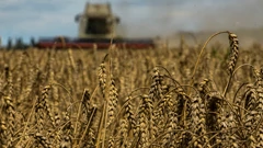 Žetva pšenice u Kijevskoj regiji