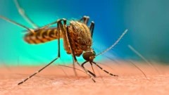 Globalno zatopljenje i komarci